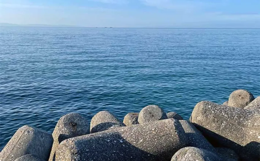 釣りに大きく影響する【夏のボーダー水温25℃】いなくなる魚と姿を現す魚とは？