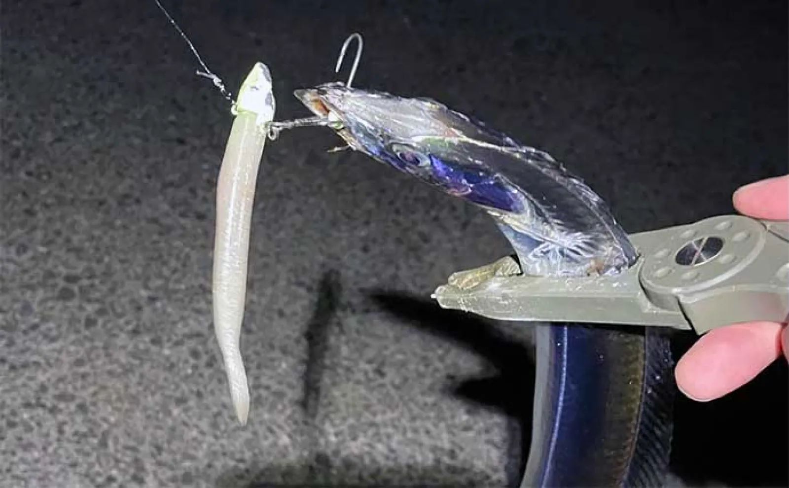 釣りに大きく影響する【夏のボーダー水温25℃】いなくなる魚と姿を現す魚とは?