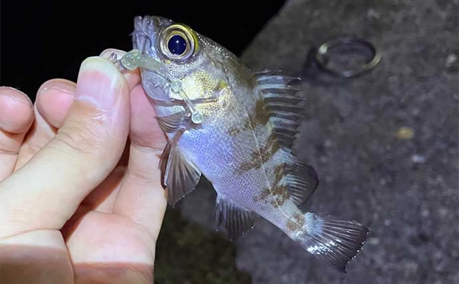 釣りに大きく影響する【夏のボーダー水温25℃】いなくなる魚と姿を現す魚とは?