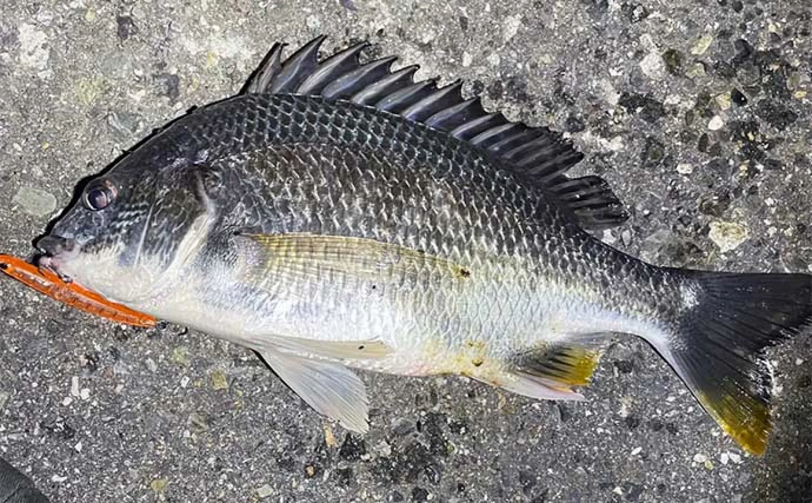 陸っぱりルアーシーバス釣行で本命バラシもキビレ2枚をキャッチ【大阪湾】