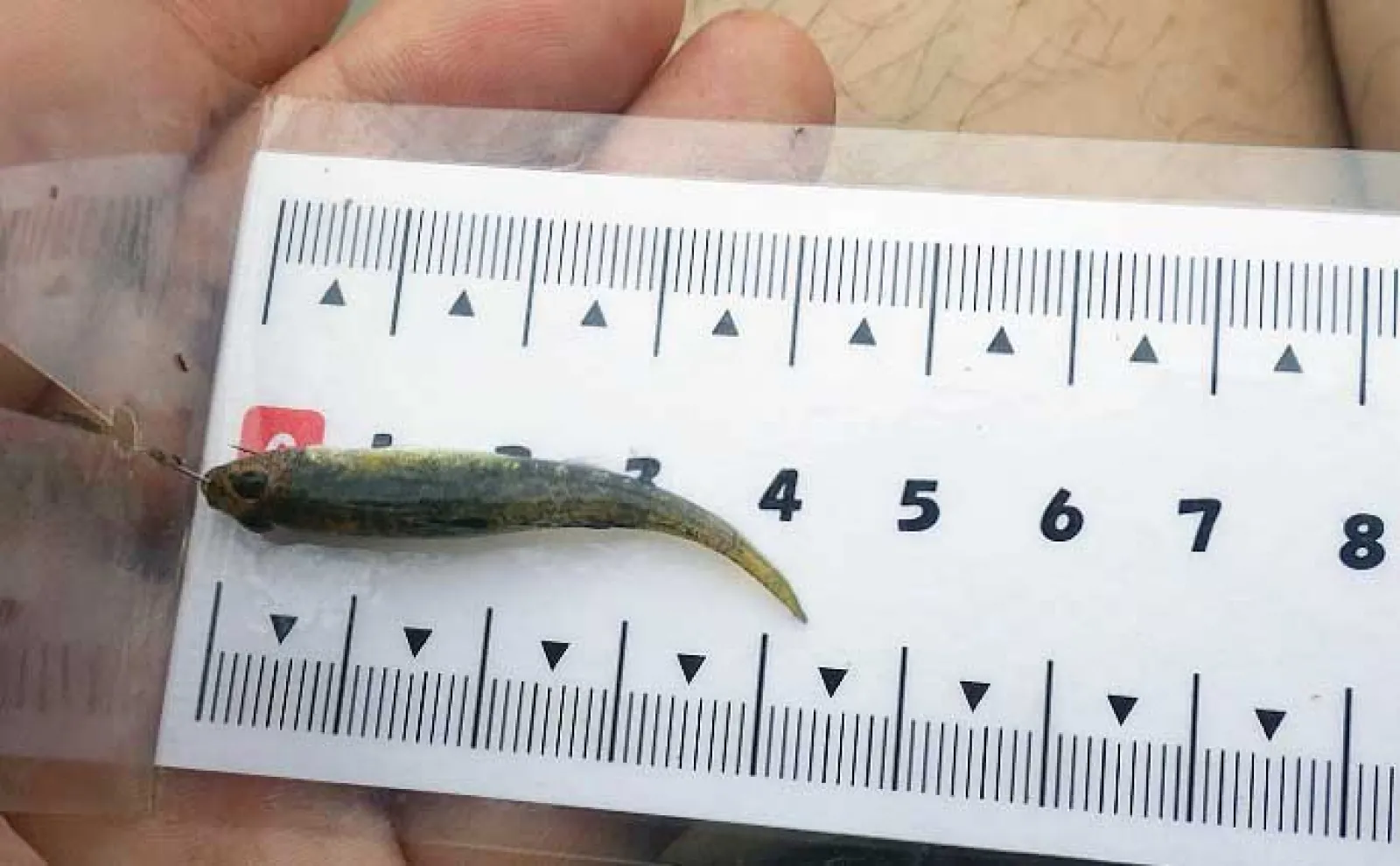 船橋港のべ竿フィッシングで10cm頭にハゼ33匹【千葉】東京湾奥にハゼ釣りシーズン到来
