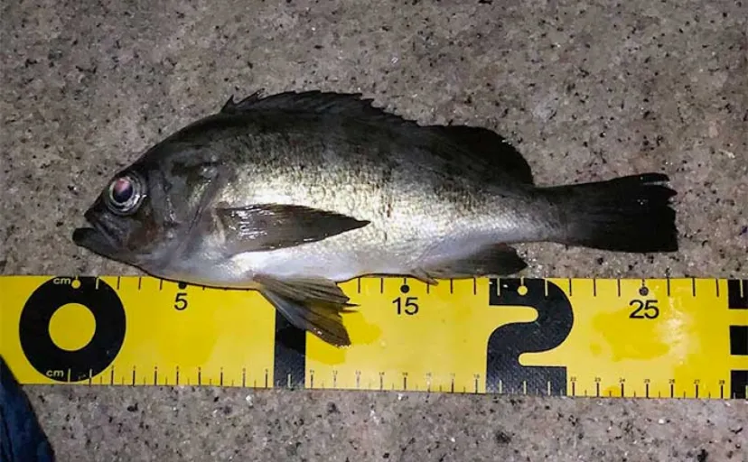 夏になると陸っぱりでメバルが釣りづらいワケ　代わりにカサゴゲームを楽しもう