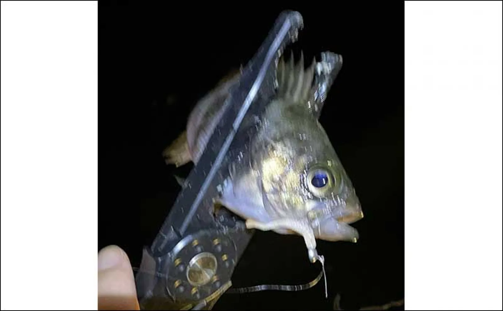 夏になると陸っぱりでメバルが釣りづらいワケ 代わりにカサゴゲームを楽しもう