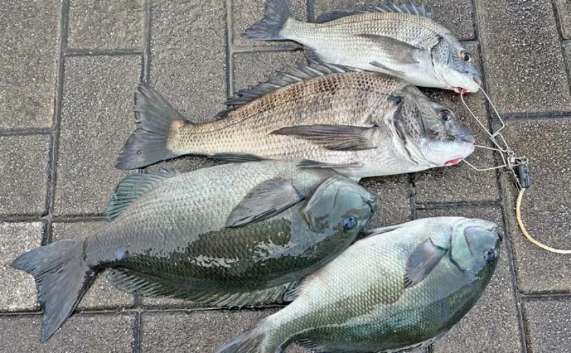 堤防ウキダンゴ釣りで40cmクロダイ2尾【静岡・沼津】ゲストに尾長メジナも
