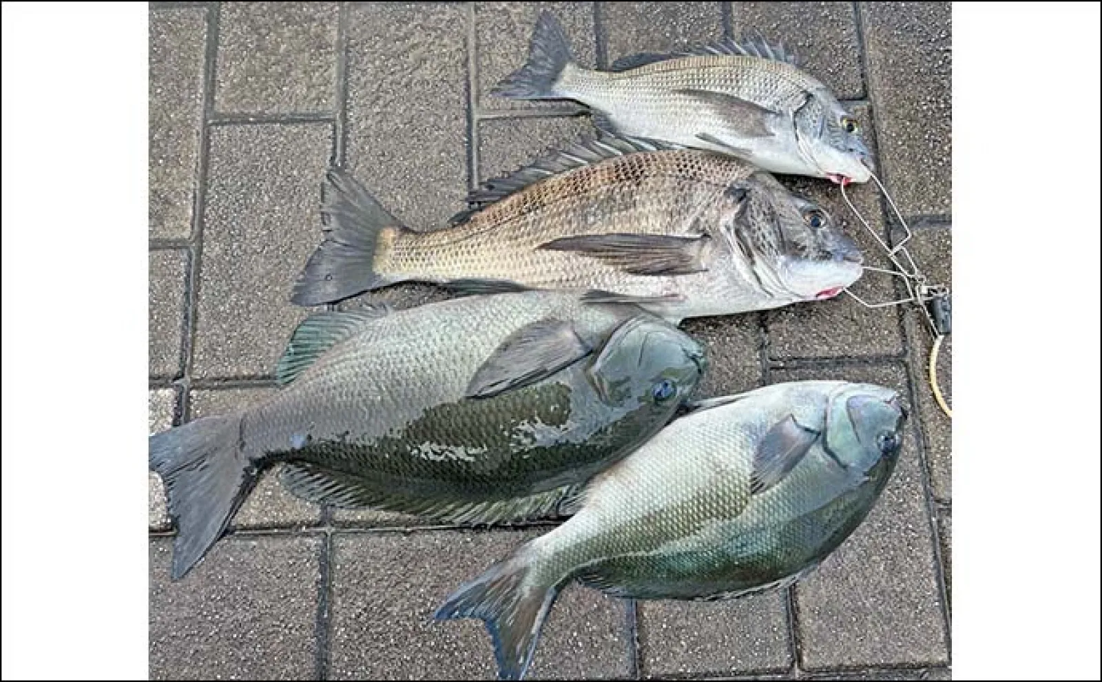 堤防ウキダンゴ釣りで40cmクロダイ2尾【静岡・沼津】ゲストに尾長メジナも