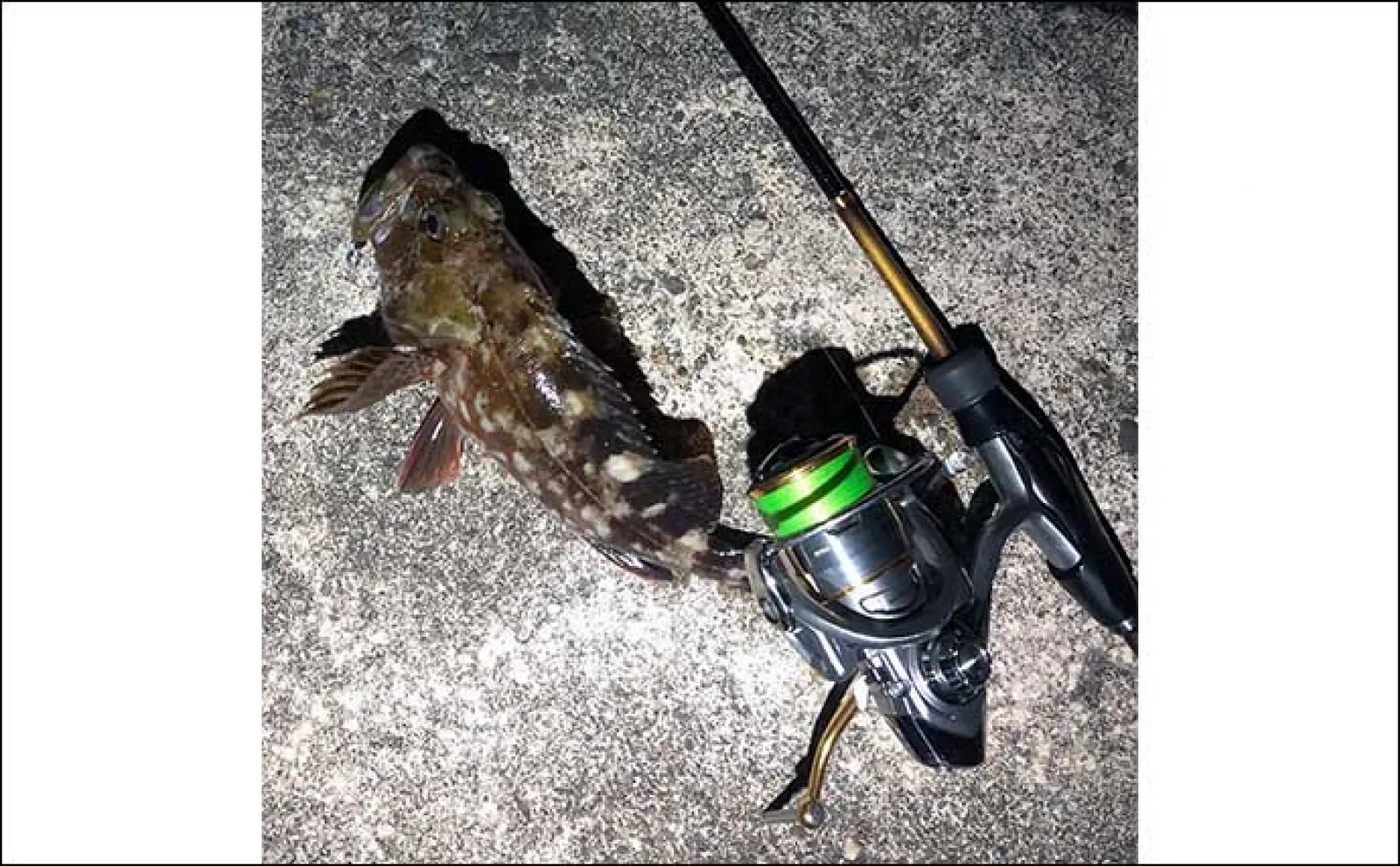 夏に楽しむルアーカサゴ釣りのススメ【昼と夜それぞれの釣り方を解説】