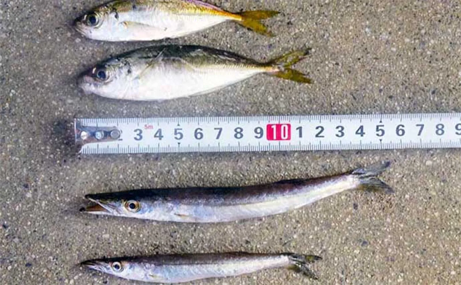 若松漁港でのサビキ釣りでアジとカマス好捕【三重】ルアーではマゴチも