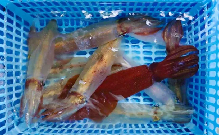 敦賀沖イカメタル釣行でマイカ2桁釣果【福井】群れ小さく苦戦