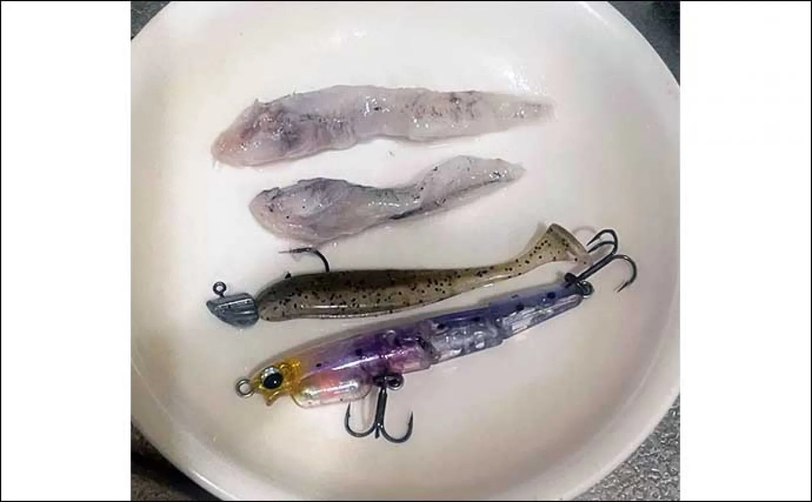 大阪湾内のフィッシュイーターが好んで食す【代表的ベイトフィッシュ一覧】