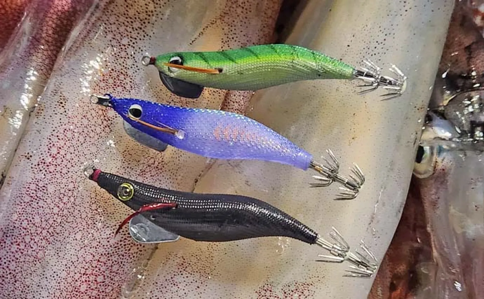 夜焚きイカ釣りで大型ケンサキイカ手中【福岡・達喜丸】イカ泳がせて70cm級マダイも