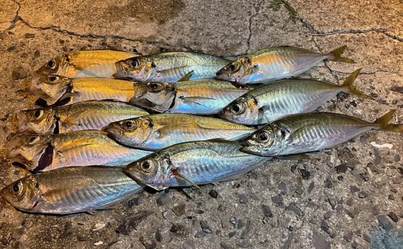周防大島での堤防アジング釣行で25cm頭に12尾【広島】サイズアップに苦戦