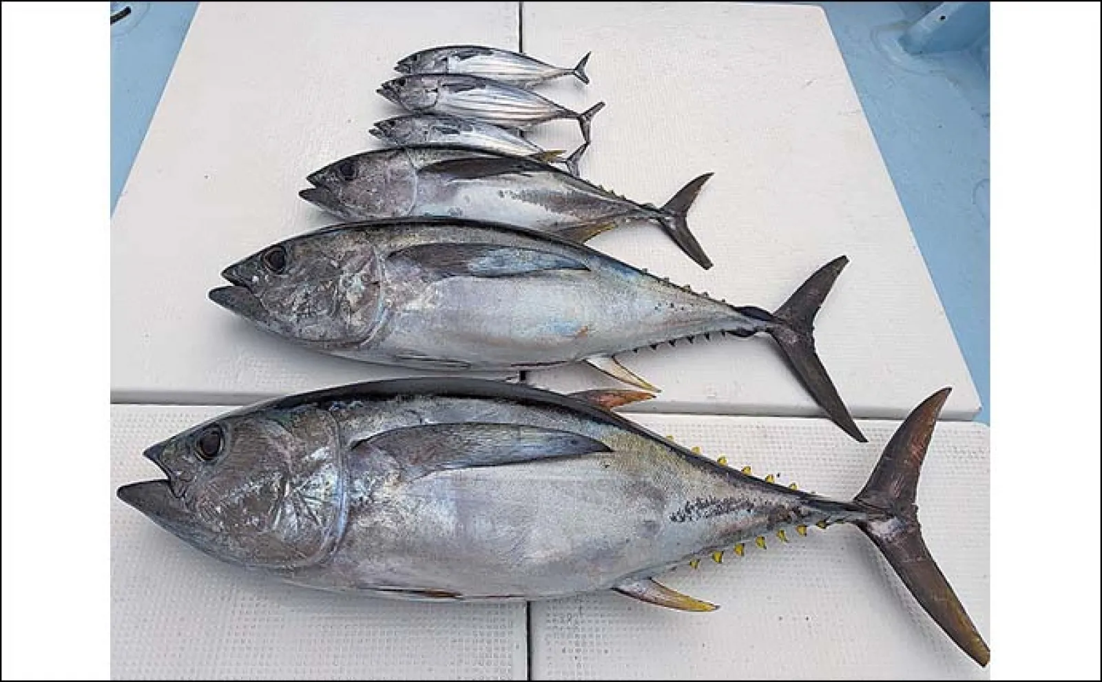 エビング釣行で32kgメバチマグロ浮上【三重】電動タックルでファイト制す