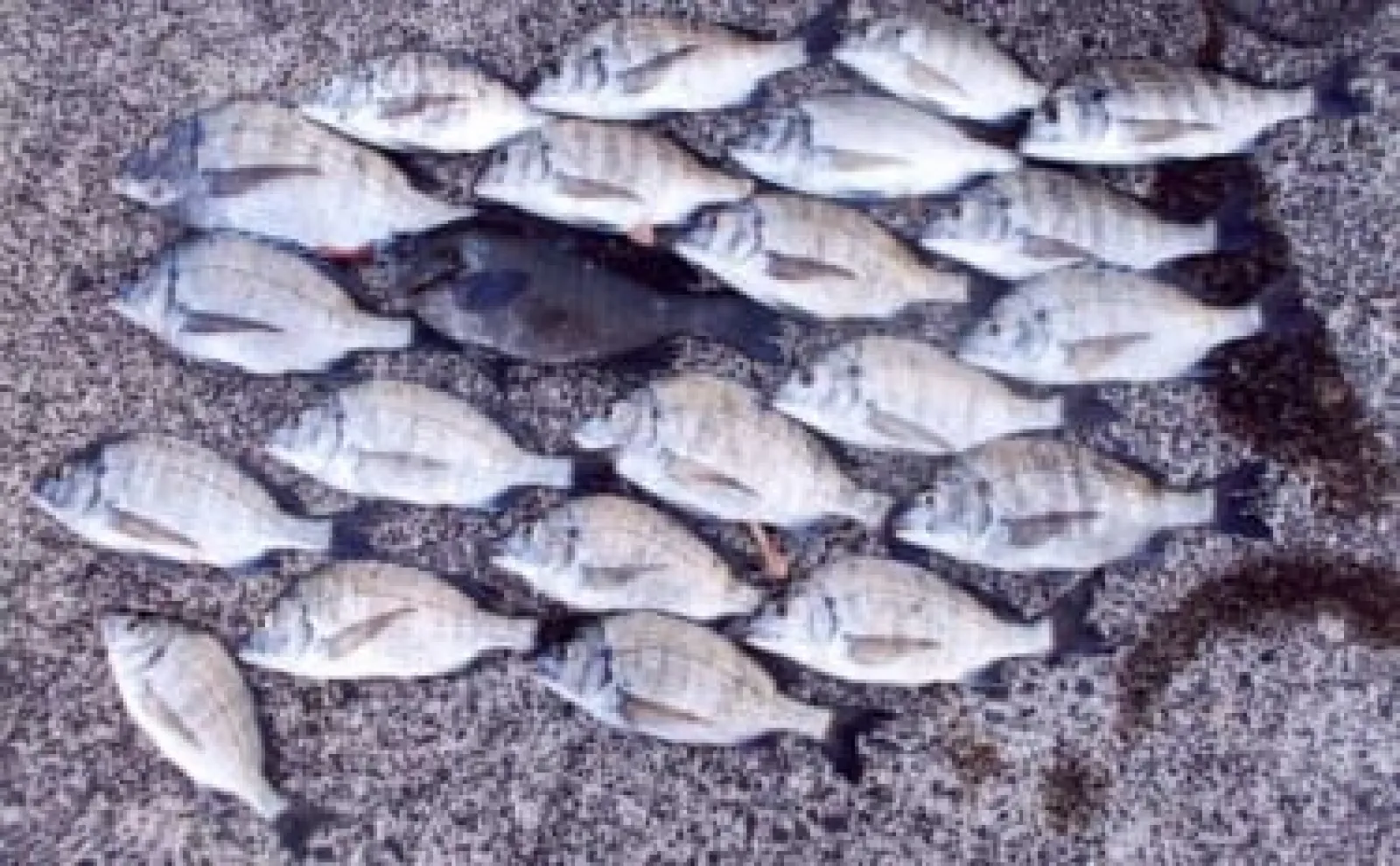 イカダからのダンゴ釣りでクロダイ20匹超え【福井・ハーバーツルガ】