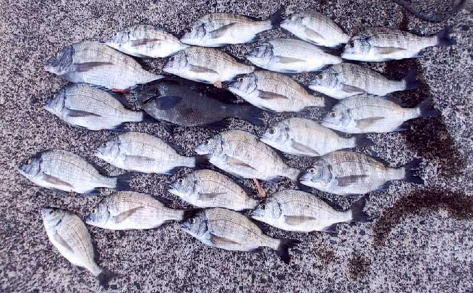 イカダからのダンゴ釣りでクロダイ20匹超え【福井・ハーバーツルガ】