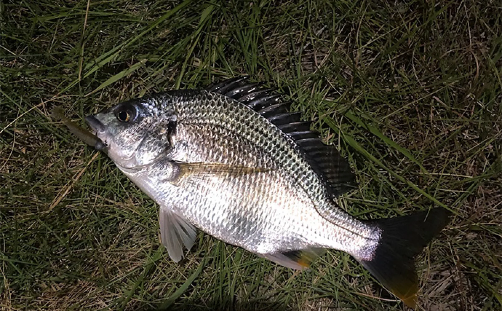 ベイトに似せ過ぎたルアーには魚が食わないワケ スレたシーンでは有効なことも?