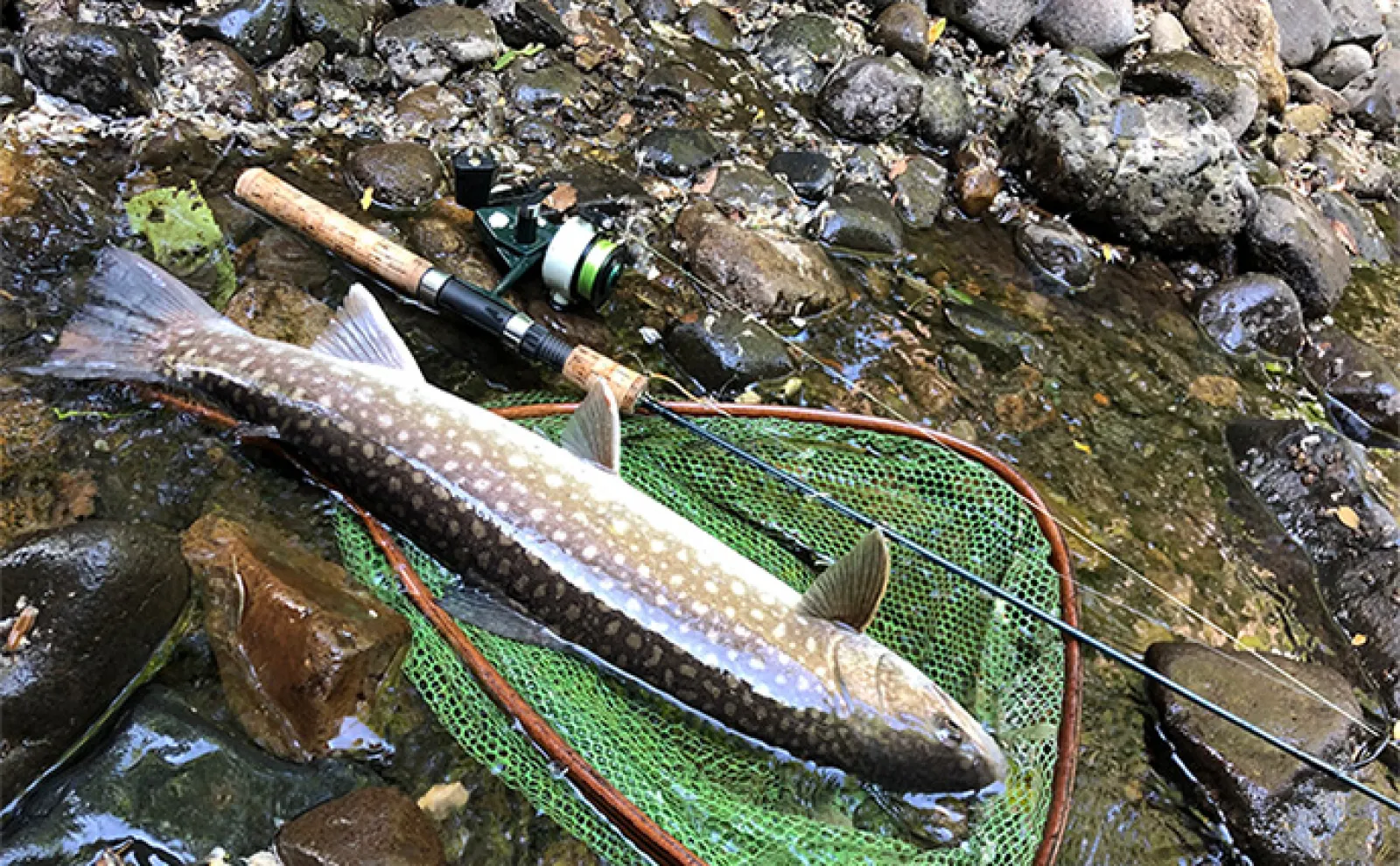 初夏の渓流ルアー釣りで59cm遡上アメマスをキャッチ【北海道・後志エリア】