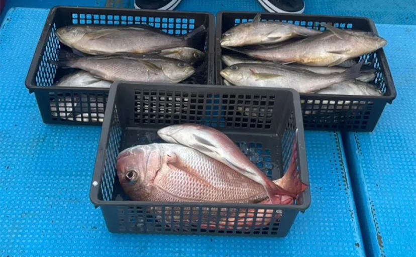 シーズン本番イサキSLJで2桁釣果達成【山口・じらまる】スピンテールジグに好反応
