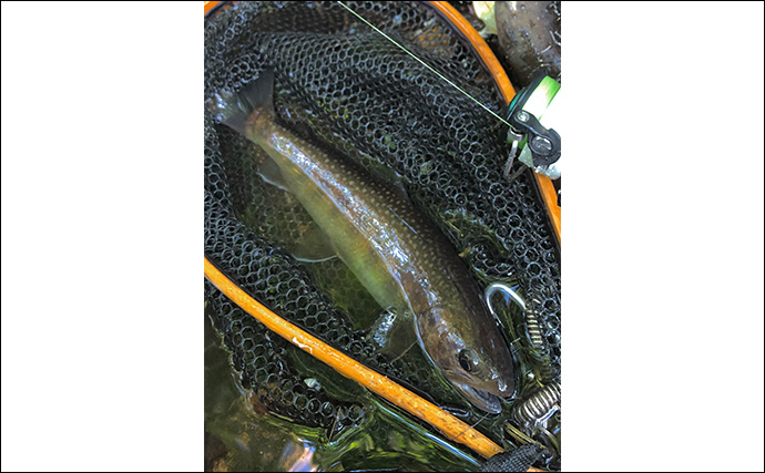 初夏の渓流ルアー釣りで59cm遡上アメマスをキャッチ【北海道・後志