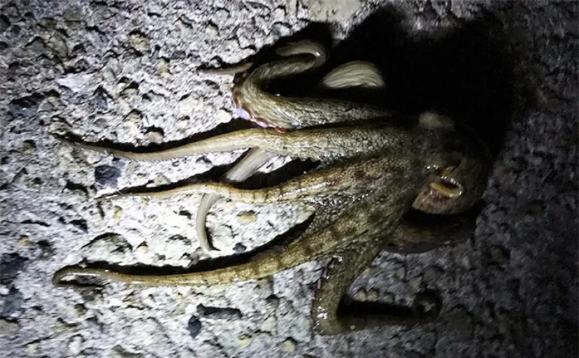 7月の大阪湾奥の陸っぱりルアー釣りのオススメターゲット　一押しはタコ？