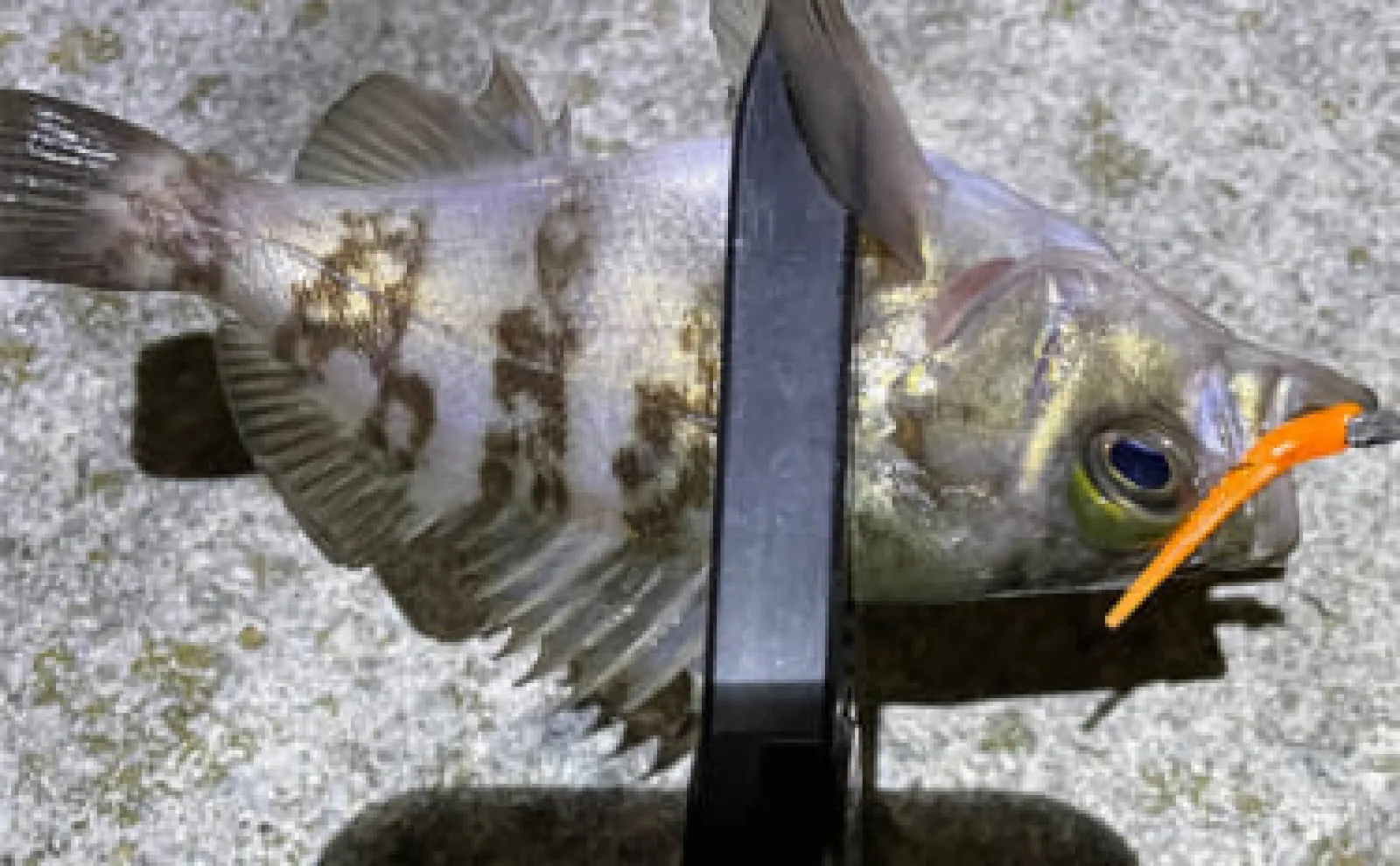 ベイトに似せ過ぎたルアーには魚が食わないワケ　スレたシーンでは有効なことも？