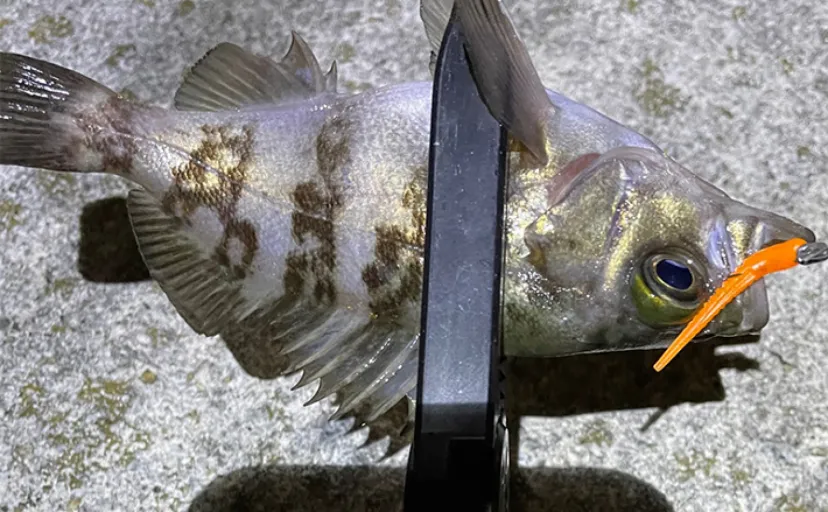 ベイトに似せ過ぎたルアーには魚が食わないワケ　スレたシーンでは有効なことも？