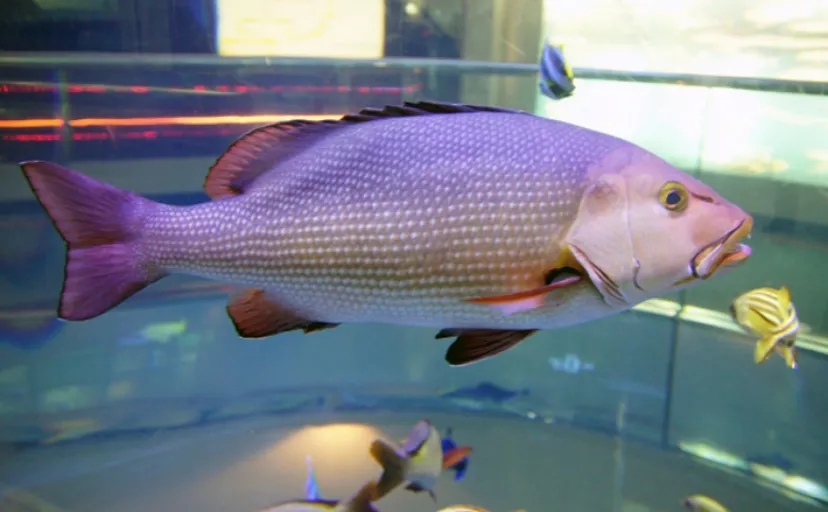 「バラ」が名につく魚たち　キレイなものにトゲや毒があるのは花も魚も一緒？