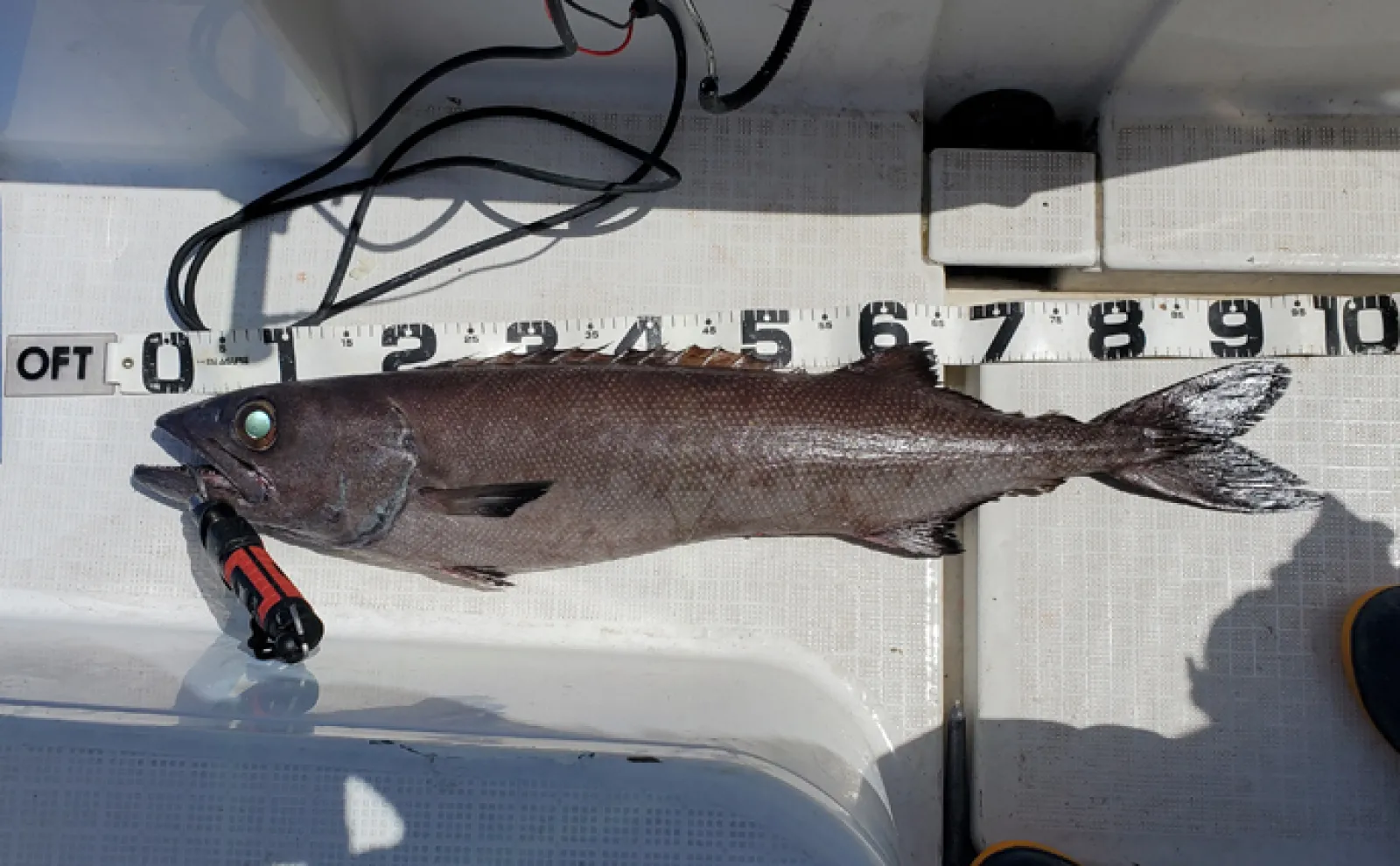 「バラ」が名につく魚たち キレイなものにトゲや毒があるのは花も魚も一緒?