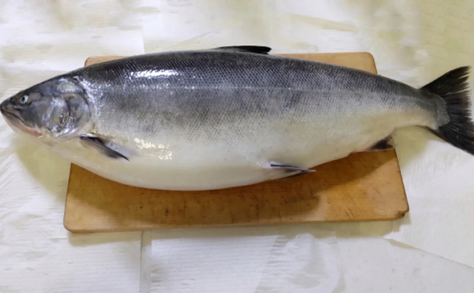 「バラ」が名につく魚たち キレイなものにトゲや毒があるのは花も魚も一緒?