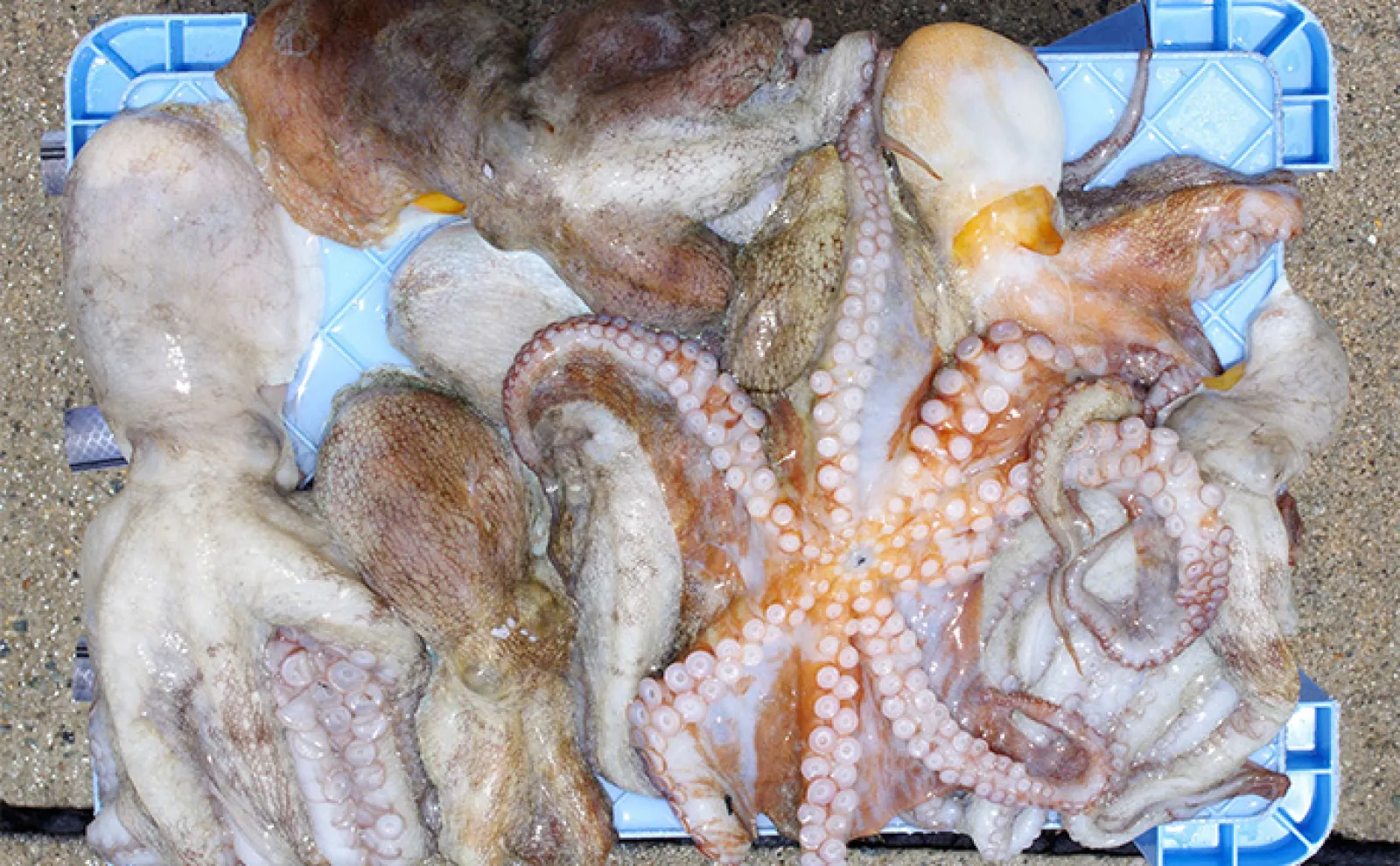 明石沖ボート釣りでマダコ7杯手中 旬を迎える『半夏生』のタコを食す