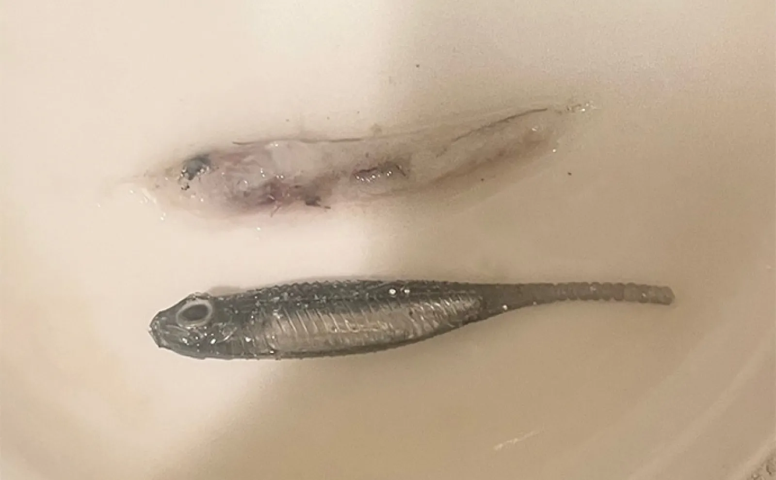ベイトに似せ過ぎたルアーには魚が食わないワケ スレたシーンでは有効なことも?