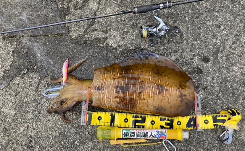 エギング釣行で2500gアオリイカ手中【静岡・伊豆】藻場を夜光エギで攻めてヒット