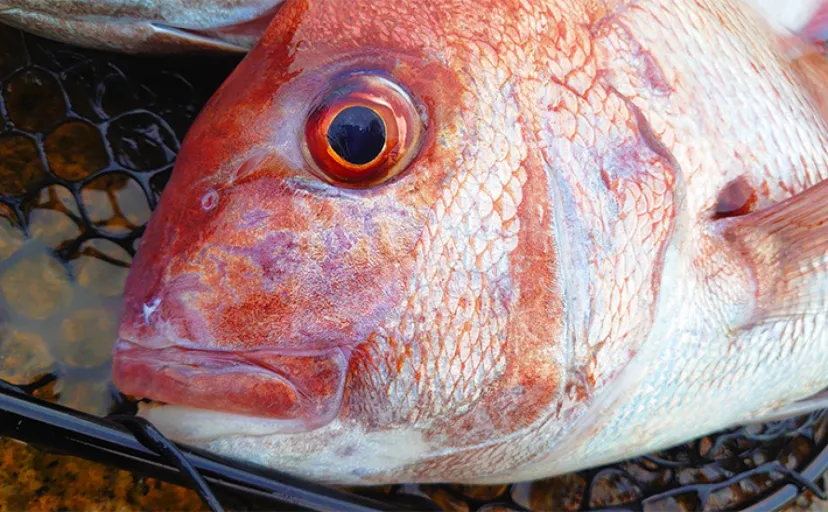 【夏はキャスティングタイラバが効果的】 理由と具体的な釣り方を解説