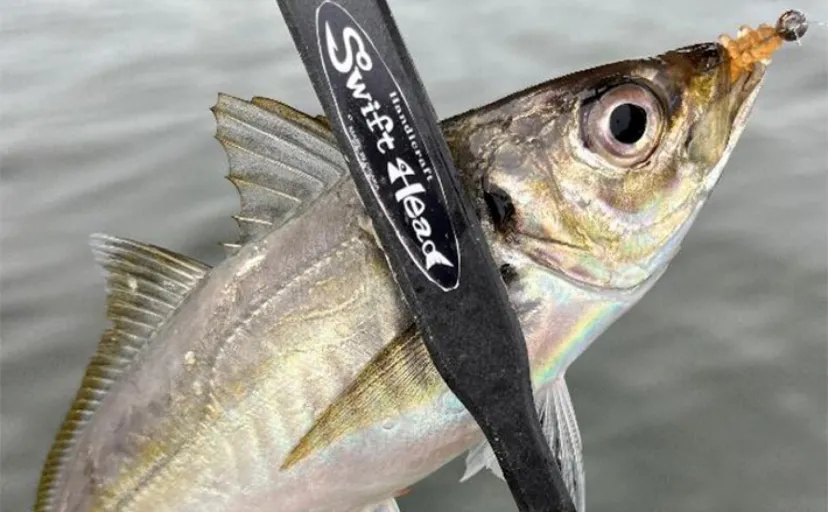 短時間の夕マヅメアジング釣行で本命手中【神戸】買い物ついでにお手軽フィッシング