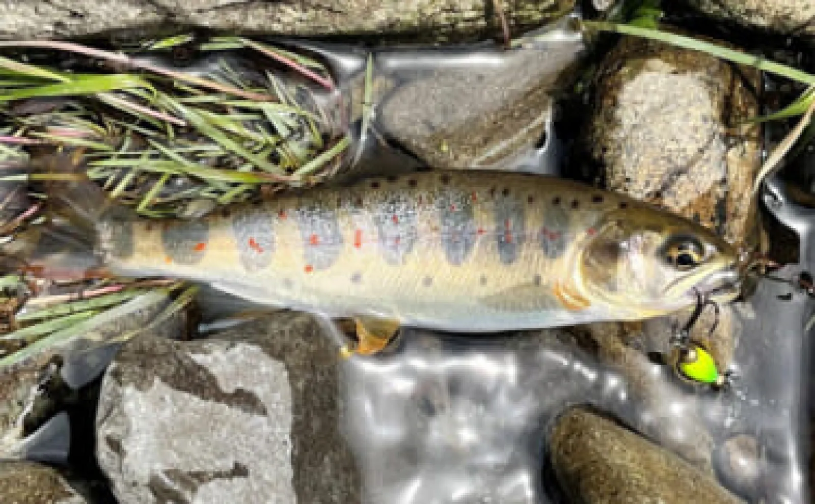 川原樋川の渓流ルアー釣りでイワナとアマゴ好捕【奈良】スピナーに良型ヒット