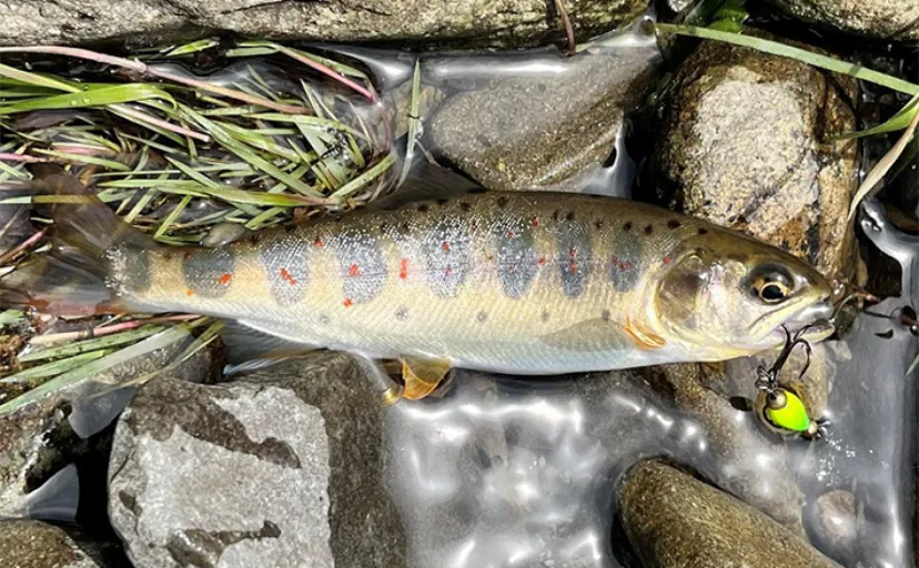 川原樋川の渓流ルアー釣りでイワナとアマゴ好捕【奈良】スピナーに良型ヒット