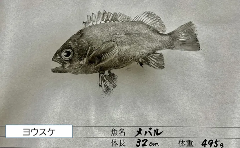 堤防から尺メバルをキャッチするコツ 【メバルの特性を知る・ポイント選び方】