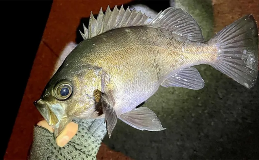 堤防で尺メバルを釣るために大切にしたこと【タックルセッティング・ジグヘッド・ファイト編】