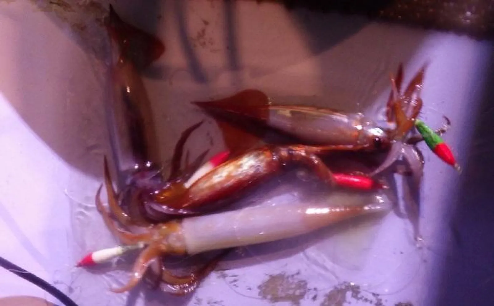 開幕直後の鹿島沖夜イカ釣りで100杯超え続出【茨城・不動丸】置竿で連発!