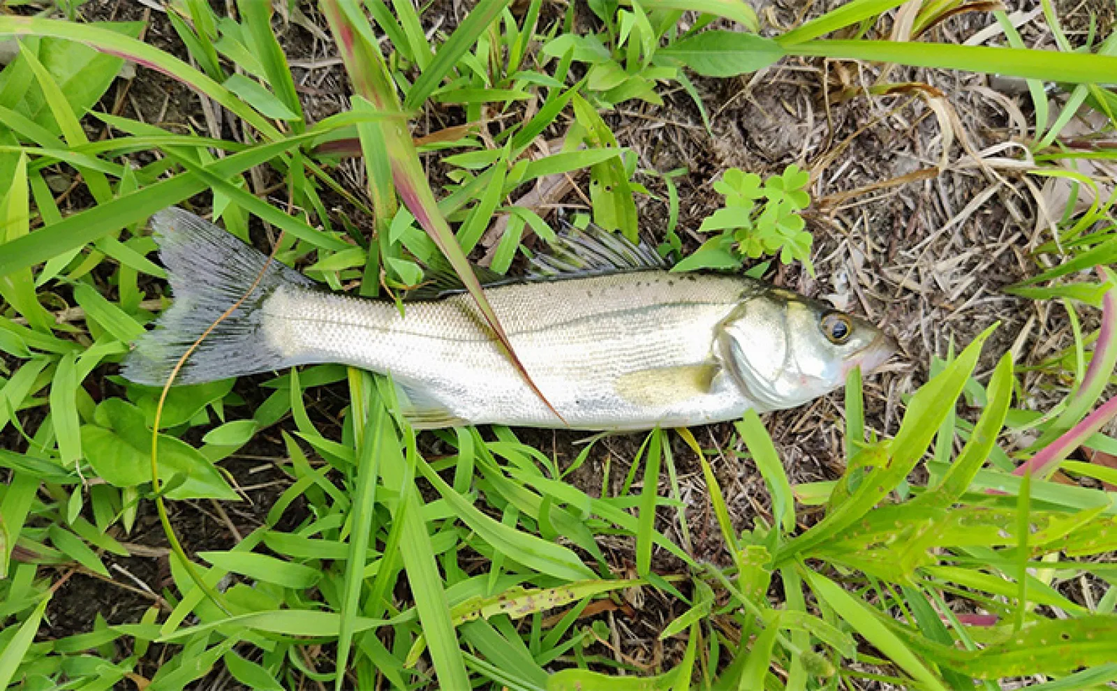 投げない釣り「テクトロ」は河川のシーバスにも有効 ポイントは歩くスピード