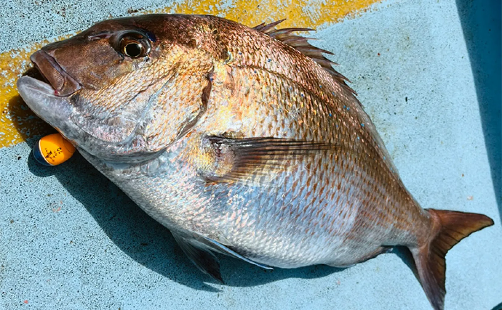 カセ釣りで63cm大型マダイをキャッチ【大分・蒲江】43cmのイサキも顔出し