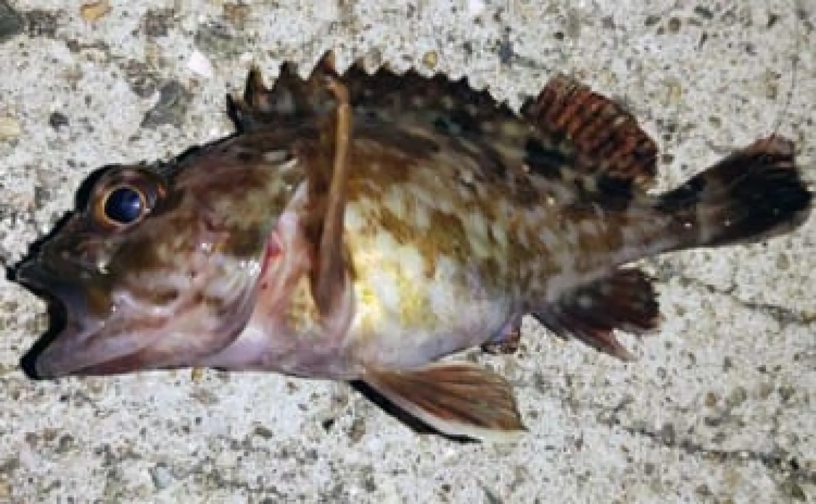 投げずに楽しむ堤防釣り：ルアーで穴釣り【対象魚・道具・ポイント・釣り方を解説】