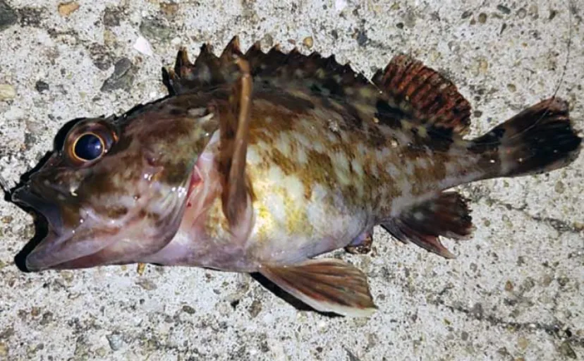 投げずに楽しむ堤防釣り：ルアーで穴釣り【対象魚・道具・ポイント・釣り方を解説】
