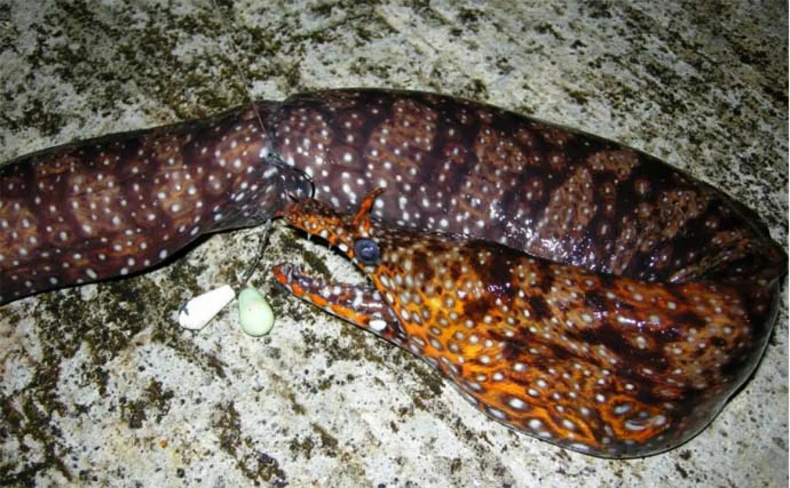 投げずに楽しむ堤防釣り:ルアーで穴釣り【対象魚・道具・ポイント・釣り方を解説】