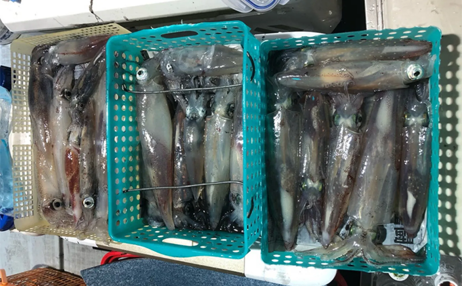 【釣果速報】イカメタルのオールナイト便でマイカ3ケタ超え(福井)