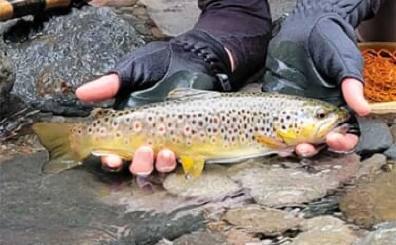 渓流ルアー釣りでブラウントラウト手中に歓喜【大分・高瀬川】速い流れ