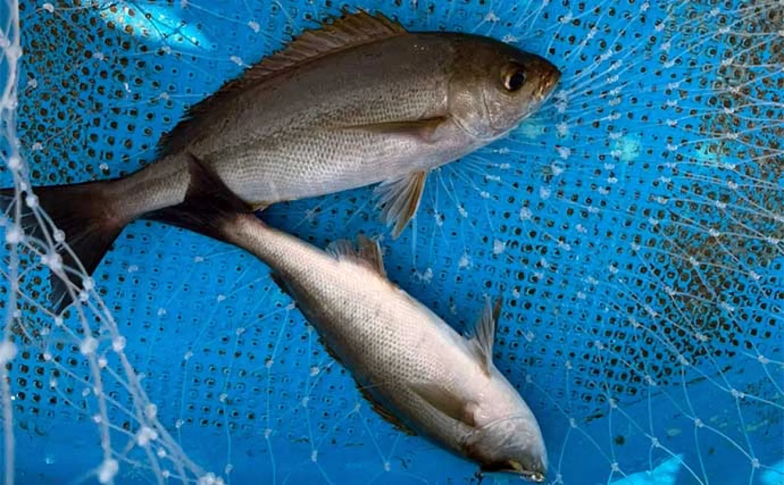 SLJ釣行でイサキ・青物・根魚【山口・じらまる】2023年のイサキはロングラン?