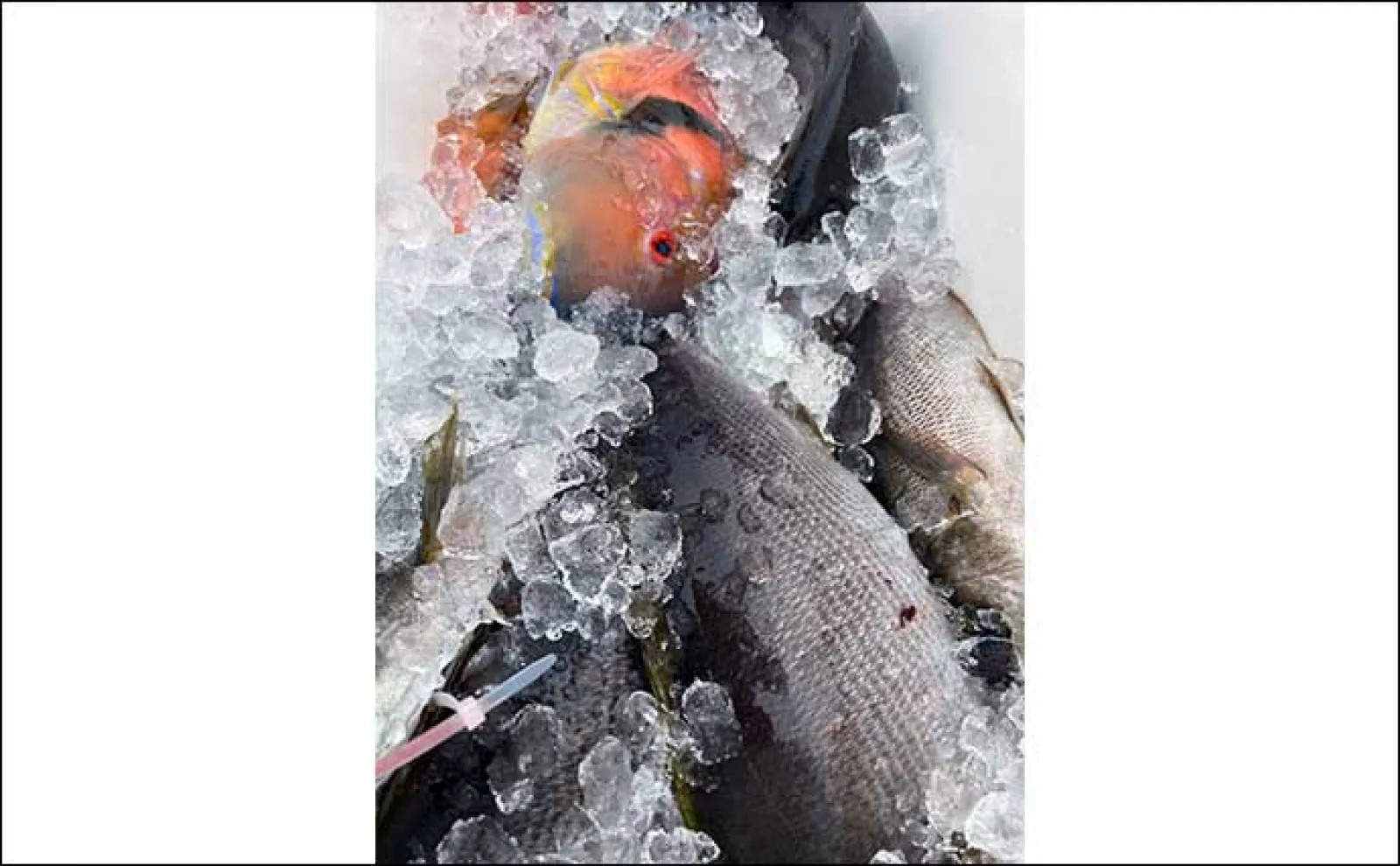 SLJ釣行でイサキ・青物・根魚【山口・じらまる】2023年のイサキはロングラン?