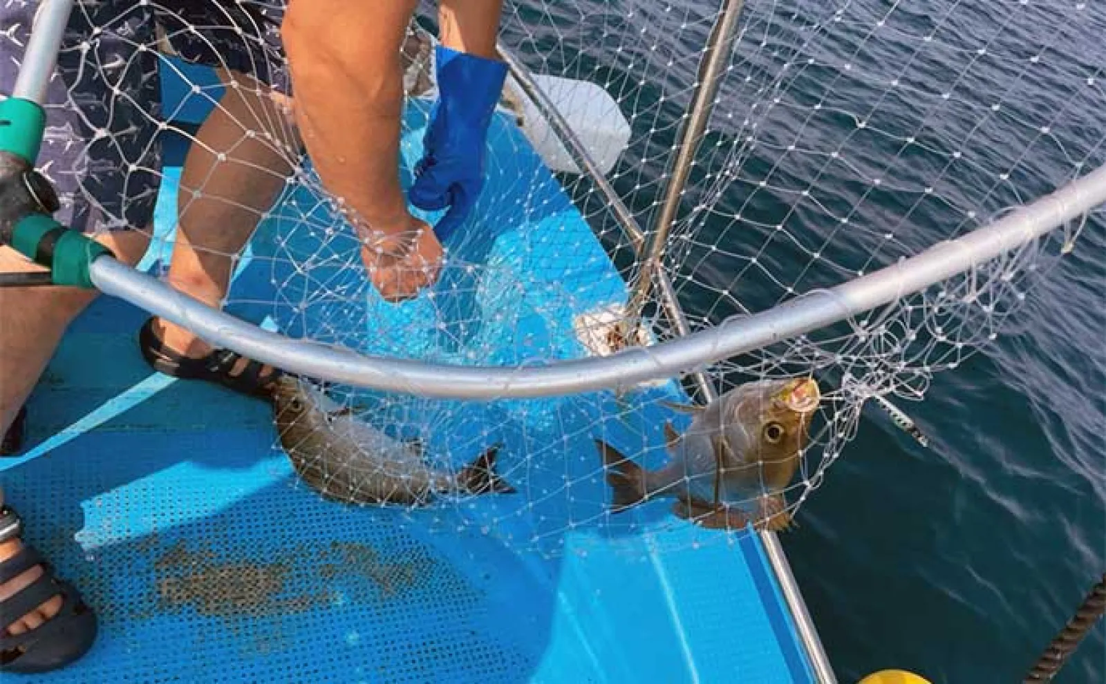 SLJ釣行でイサキ・青物・根魚【山口・じらまる】2023年のイサキはロングラン?