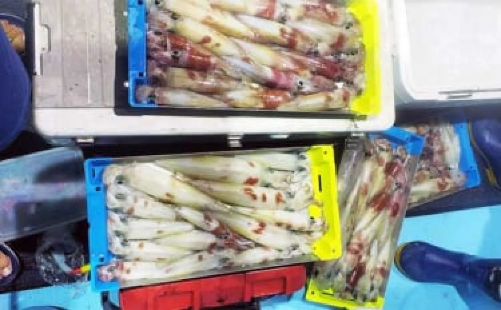 イカメタル釣行で白イカ（ケンサキ）80杯【鳥取】細かなカラーチェンジが有効