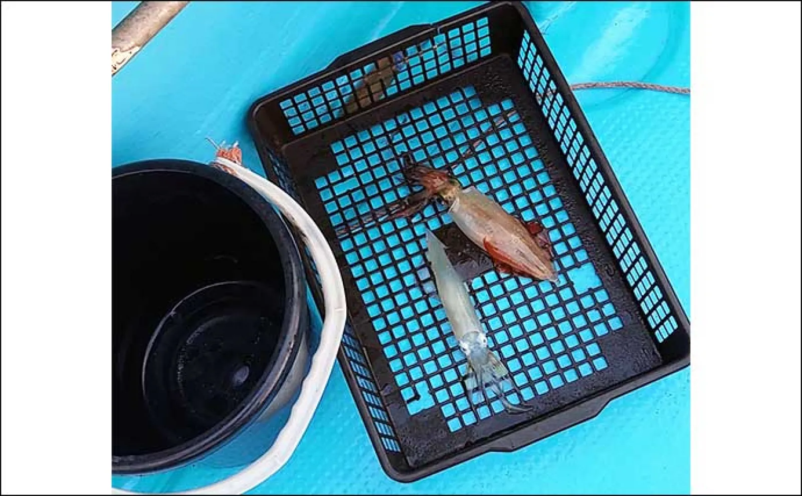イカメタル釣行で白イカ(ケンサキ)80杯【鳥取】細かなカラーチェンジが有効